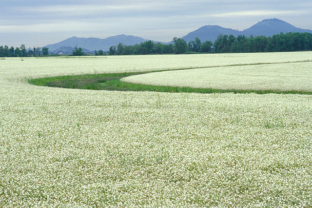 100% Pure Organic Meadowfoam Seed Oil | Imported From Washington State - Sweet Essentials