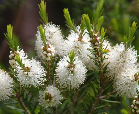 TIMELESS Persian Lilac Attar (natural perfume oil) - sweet, floral scent –  TIMELESS Essential Oils