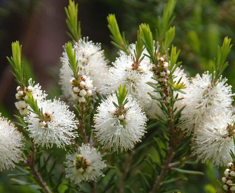 Pure Organic Eucalyptus Essential Oil - Imported From Australia