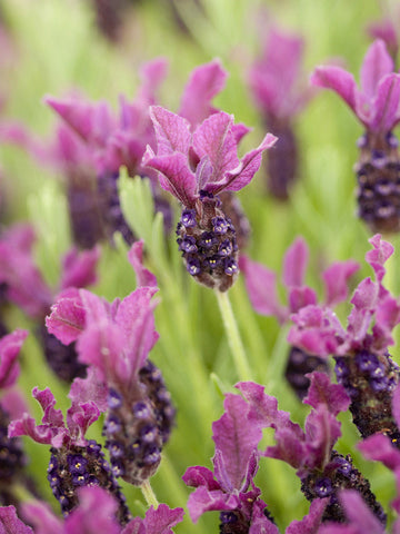 French Lavender Essential Oil