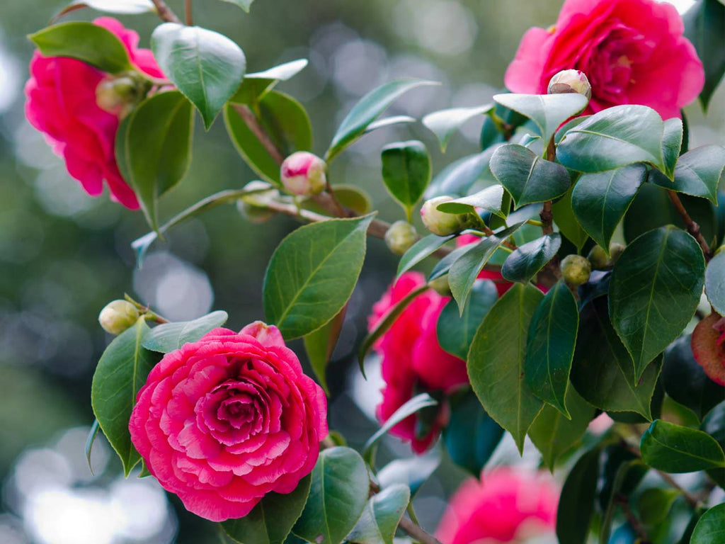 100% Pure Organic Unrefined Camellia Oil | Imported From Japan