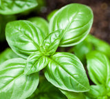 Pure Organic Sweet Basil Essential Oil - Imported From France - Sweet Essentials
