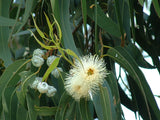 Pure Organic Eucalyptus Essential Oil - Imported From Australia - Sweet Essentials