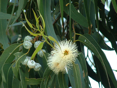 Pure Organic Tea Tree Essential Oil - Imported From Australia