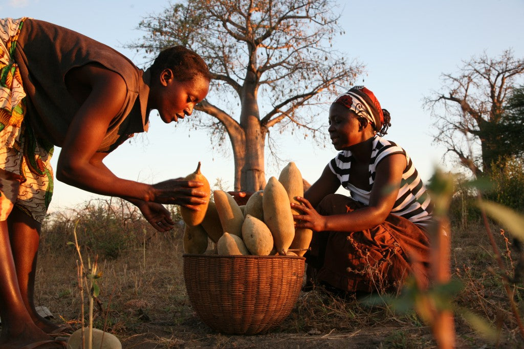 Organic Unrefined Virgin Baobab Oil - Imported From South Africa