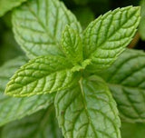 Pure Organic Peppermint Essential Oil - Imported From France - Sweet Essentials