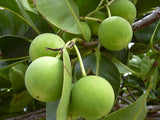 100% Pure Organic Tamanu Oil | Unrefined / Virgin | Imported From Tahiti - Sweet Essentials