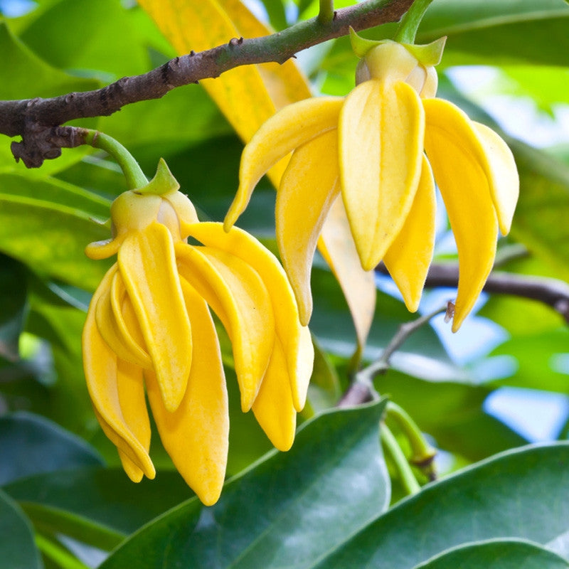 Pure Organic Ylang Ylang Essential Oil - Imported From Madagascar - Sweet Essentials
